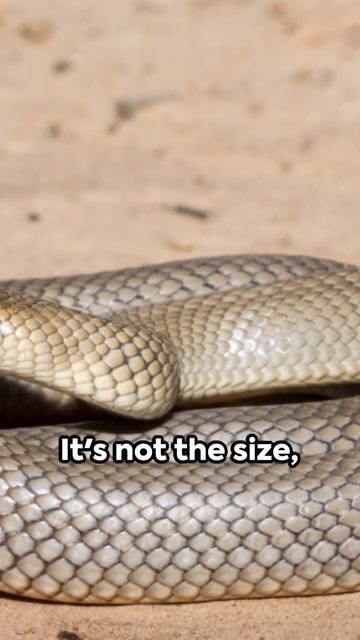 Top 5 Deadly Serpents 2024 #animals смотреть онлайн