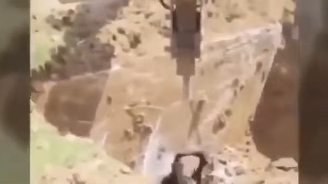 Спасения медведя смотреть онлайн