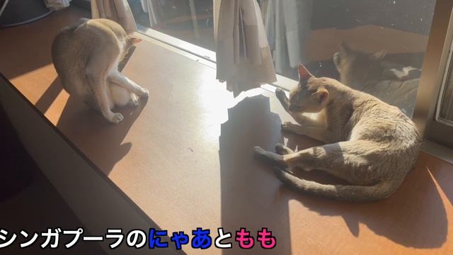 仲良く毛繕いする😊シンガプーラの「にゃあともも」　#シンガプーラ #猫のいる暮らし #猫好きさんと繋がりたい #かわいい смотреть онлайн