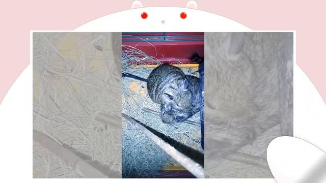 забавные белки дегу🤗 смотреть онлайн