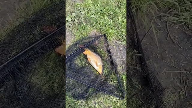 Первый карп 2020 смотреть онлайн