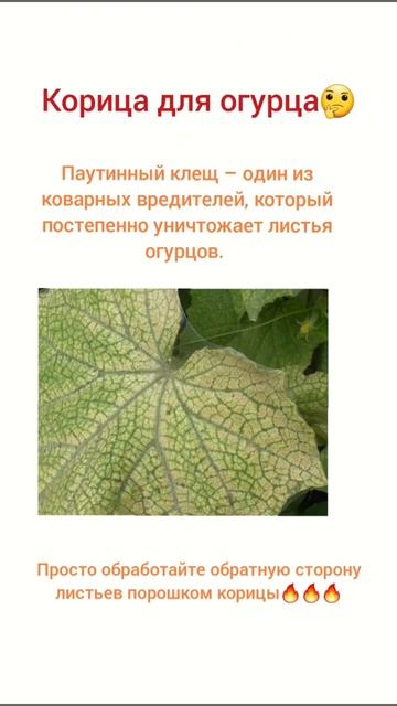 #shortvideo #огурцы #рекомендации #лайфхак смотреть онлайн