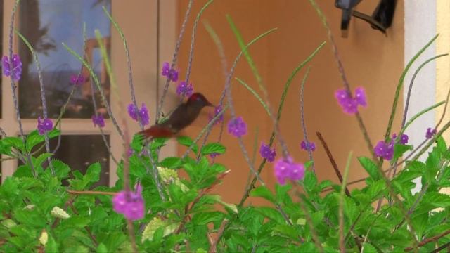 Bonaire 2018 Ruby Topaz смотреть онлайн