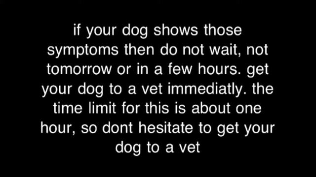 Twisted stomach in dogs смотреть онлайн