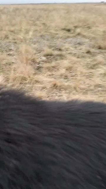 ВЕО Валентлайф Ченгар - д.р. 11.03.2024г.  - 10 мес. - Крым