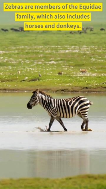 🦄 #shorts #short Zebra Facts #Facts #video #shortsfeed Animals #Viral #Zebra @YT_Nature смотреть онлайн