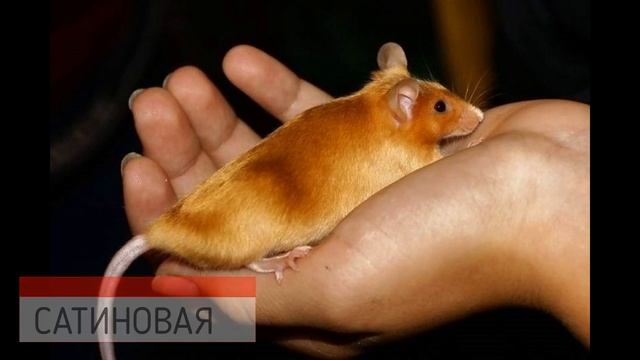 Вика порэкт1 смотреть онлайн
