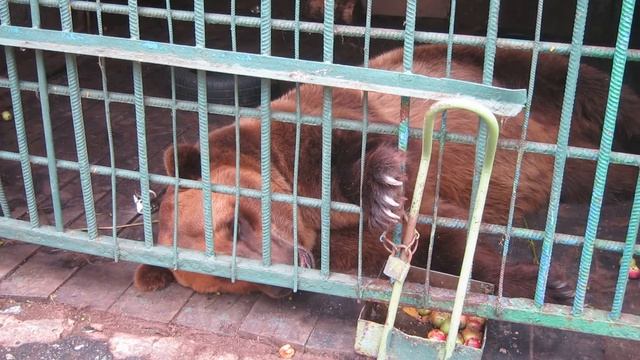 Медведь Савелий смотреть онлайн