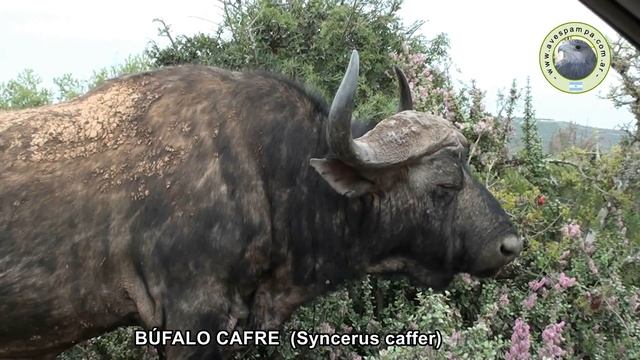Búfalo Cafre (Syncerus caffer) смотреть онлайн