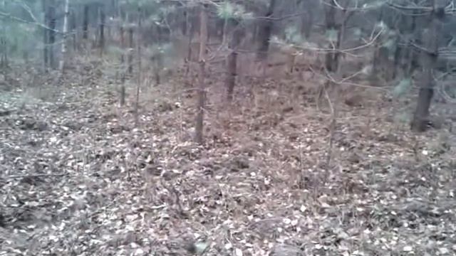 2015 10 02 Кабаны смотреть онлайн