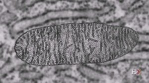 Митохондрии. Электрон-транспортная цепь (ЭТЦ)