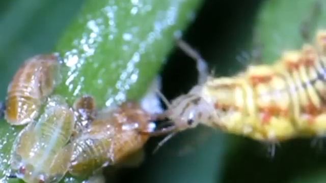 Chrysoperla Carnea смотреть онлайн