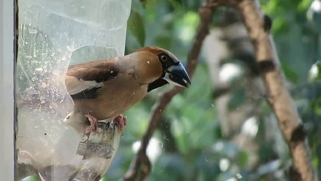 Дубонос смотреть онлайн