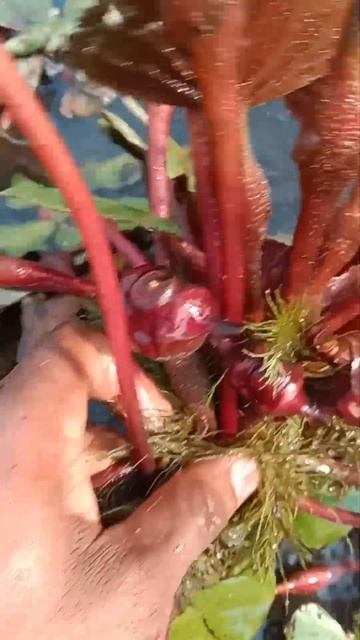 Singhada plant. #video , #shorts , #viral смотреть онлайн