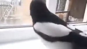 сорока Гена
