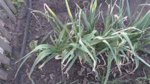 Лук порей в Сибири