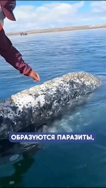 Огромный кит приплыл к людям, чтобы попросить о помощи смотреть онлайн