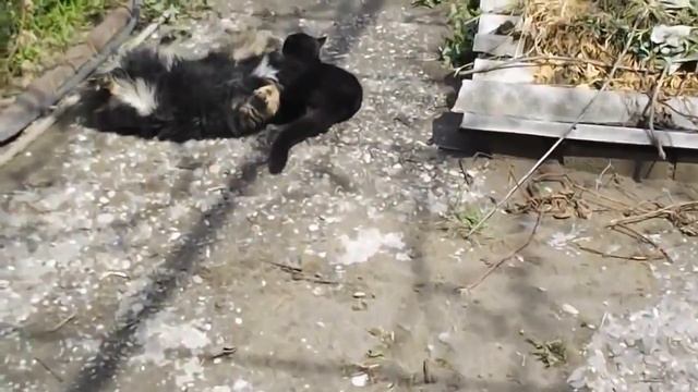 Этот котяра себя в обиду не даст! смотреть онлайн