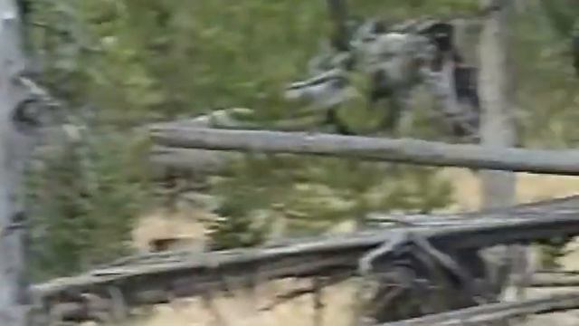 Bulls running to a cow call. смотреть онлайн