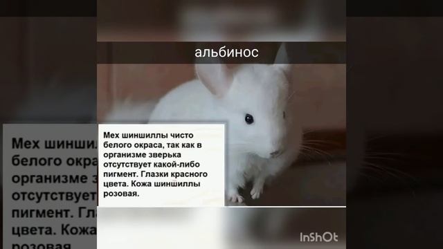 Расцветки шиншилл смотреть онлайн