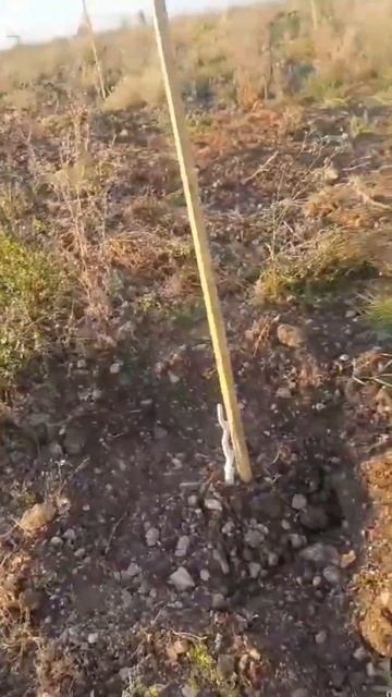 17 работников на поле | Делаем лунки под миндаль смотреть онлайн