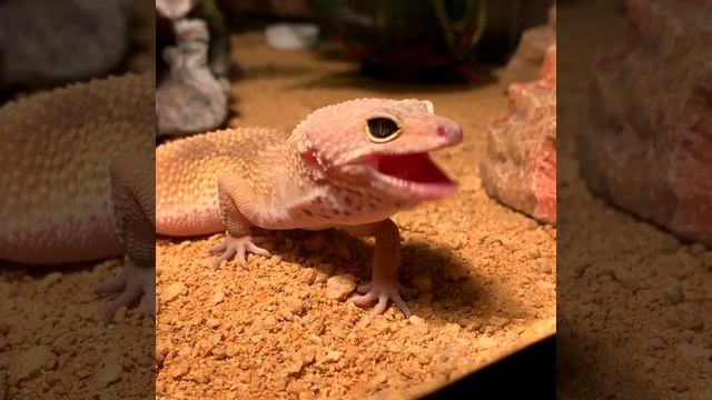 Yawning Perseus смотреть онлайн