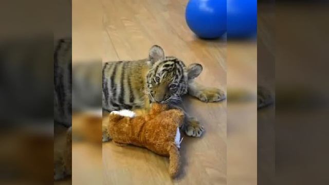 детская песенка тигренок с грусными глазами смотреть онлайн