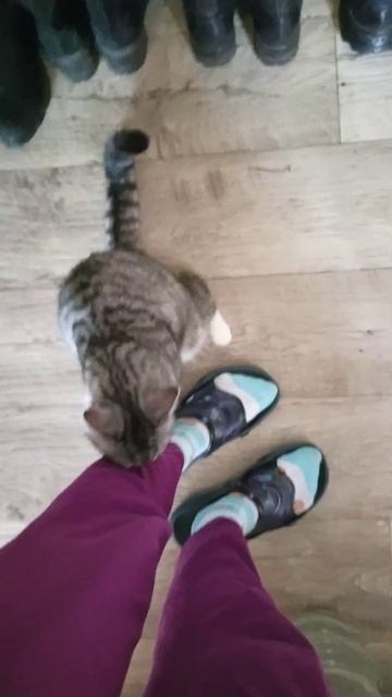 Мурлычет и кусается ☺️ #котиксаймон #милыекотики #catshorts #милота #catlover смотреть онлайн