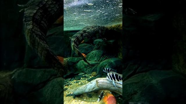 крокодил смотреть онлайн