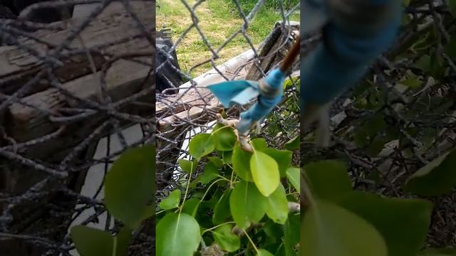 И опять прививки,но теперь грушка на дичку. смотреть онлайн