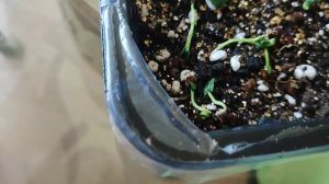 Гибискус взошёл! Тонкости посева.