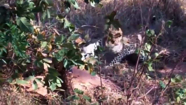 Wildlife, Crocodile takes revenge on Anaconda for the death of a Leopard kitten Animal battle смотреть онлайн
