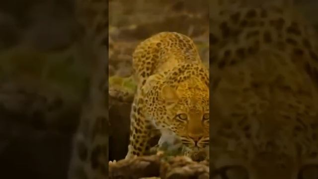 Leopard's Hunt The Mountain Gorilla Encounter смотреть онлайн