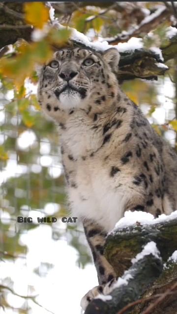 Big wild Cats #shorts #viralshorts #wildlife #wildlion #trending #leopard #wildtiger #cheetah #bird смотреть онлайн
