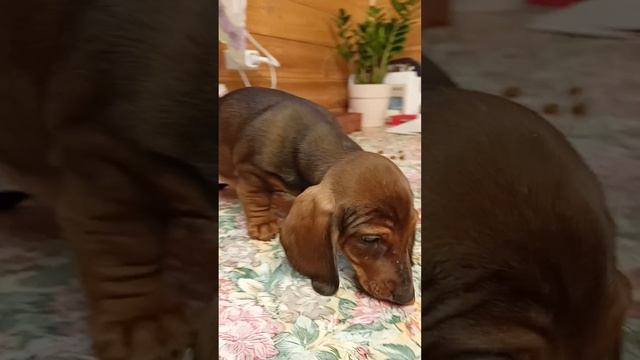 Я Такса Борей.