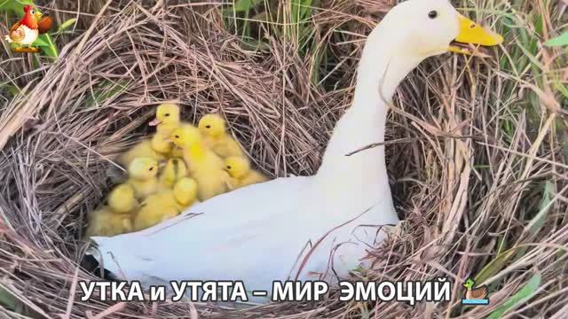 Утка и Утята – мир нежных эмоций 🦆🤗❣️часть (57) смотреть онлайн