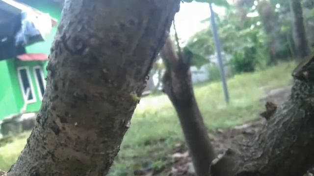 Cek hasil stek melati jasmin,media Air dan media tanah pasir смотреть онлайн