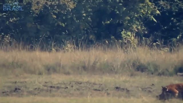 Tigres: A Fera Mais Rara e Ameaçada do Planeta смотреть онлайн