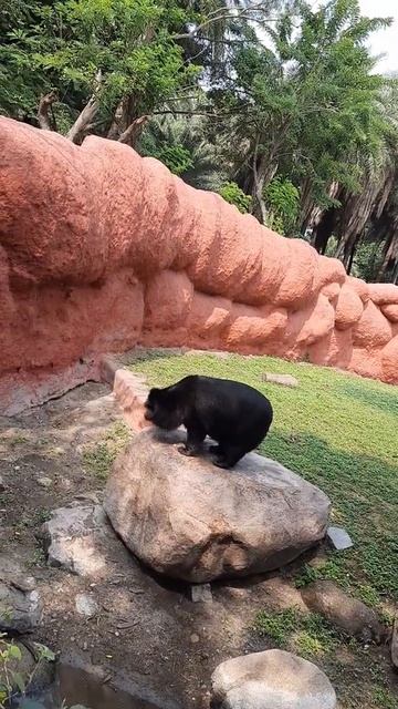 black bear смотреть онлайн