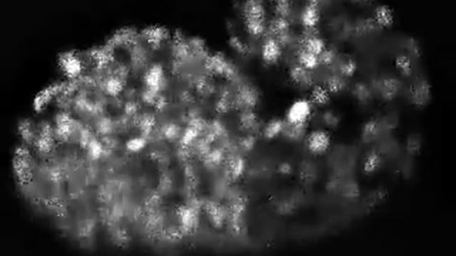 Learning from worms: Development of C. elegans смотреть онлайн