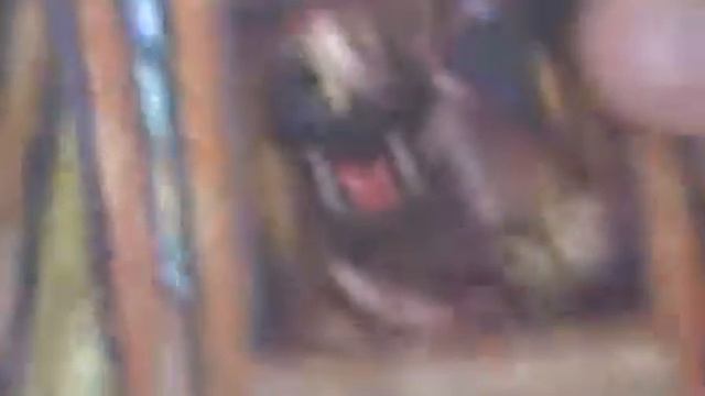 chowder heads zombie/fiend deck смотреть онлайн