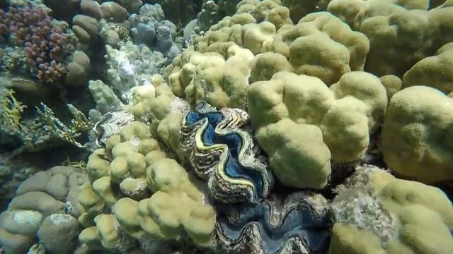 Tauchen im Roten Meer: Ägypten 2015 смотреть онлайн