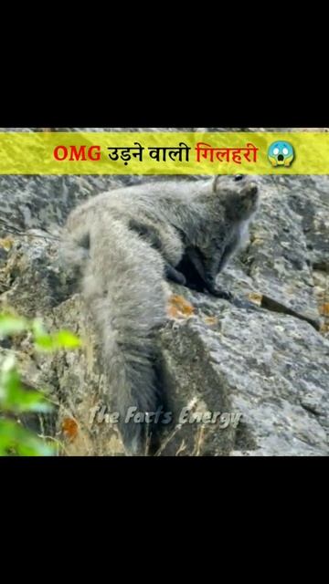 उड़ने वाली गिलहरी😱 OMG|flying squirrel video | #shorts #trending Ep58 смотреть онлайн