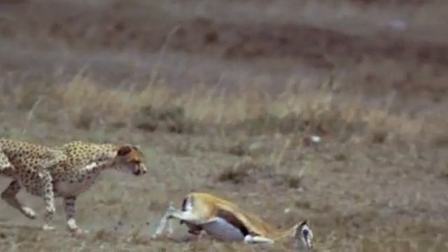 gepard hunt scene смотреть онлайн