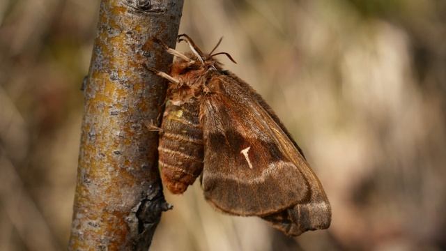Lotnica zyska (Aglia tau ab. ferenigra) смотреть онлайн