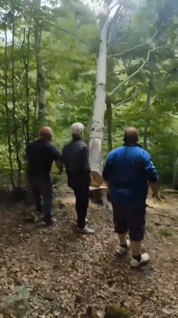 Дровосеки 😉✌️😂😂😂 смотреть онлайн