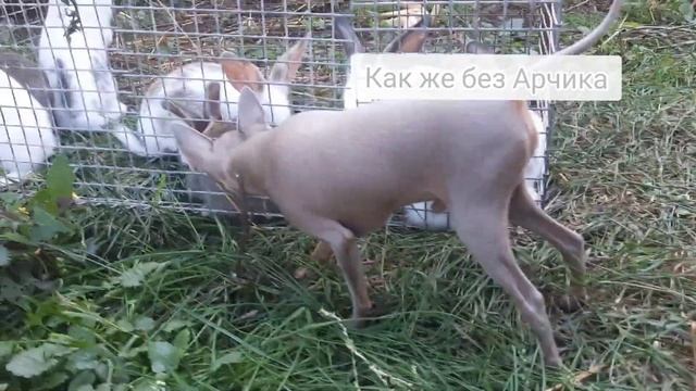 #калифорнийскийкролик #калифорниец #кролики #ферма #минифермакроличьянора #деревня #кролиководство смотреть онлайн
