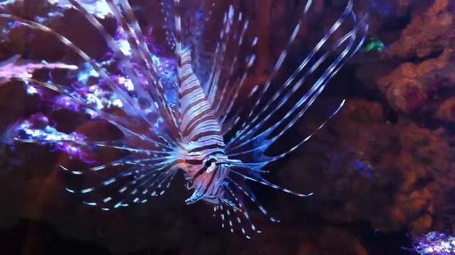 Крылатка в 1000 литровом - CoralReef-Aqua.ru смотреть онлайн