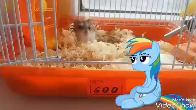 Мои хомяк смотреть онлайн