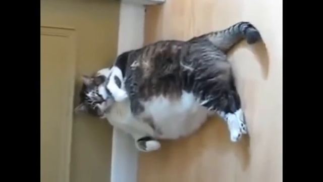 Подборка СМЕШНОГО видео ПРО КОТов! ツ смотреть онлайн